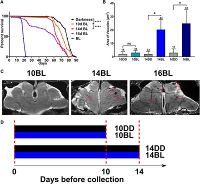 Chronic blue light leads to accelerated aging in Drosophila by impairing energy metabolism and neurotransmitter levels